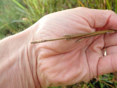 Eleocharis acuta, photographed by Arnim Littek