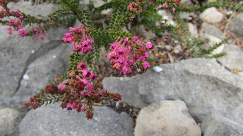 Erica curtophylla, photographed by James Deacon