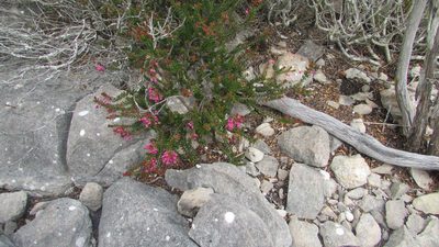 Erica curtophylla, photographed by James Deacon
