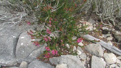 Erica curtophylla, photographed by James Deacon