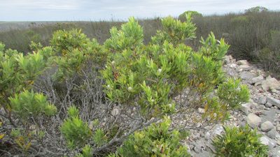 Leucadendron meridianum, photographed by James Deacon