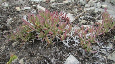 Ruschia calcicola, photographed by James Deacon