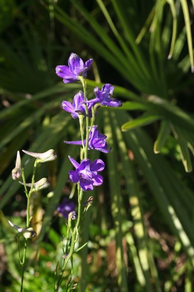 Delphinium pentagynum, photographed by Oleg Kosterin