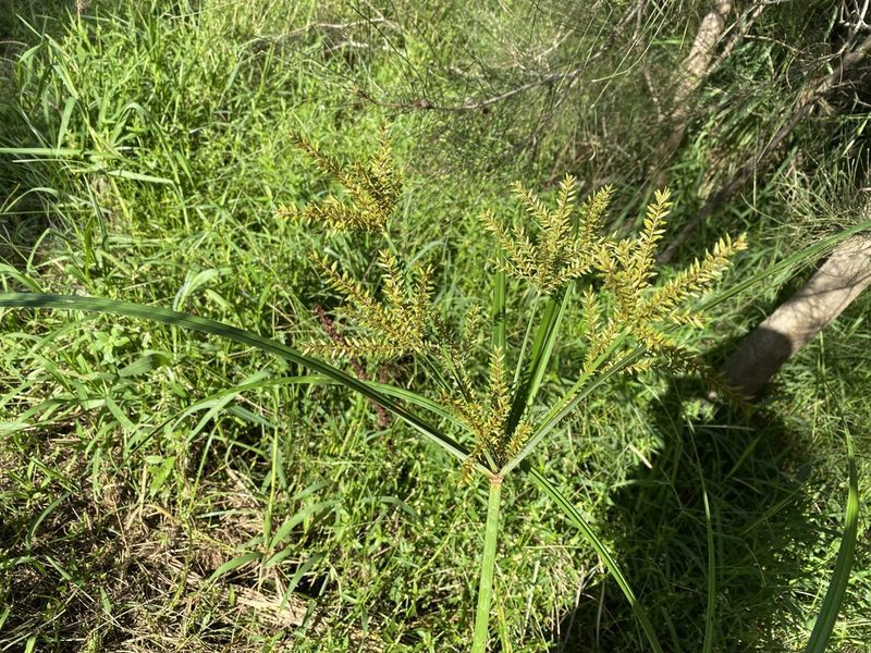 Cyperus exaltatus, photographed by Richard Fuller