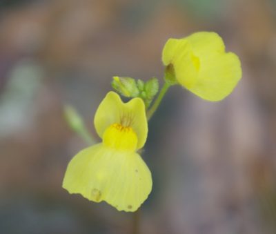 Utricularia aurea, photographed by bernhard_hiller