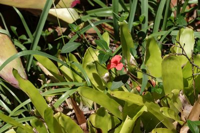 Barleria repens, photographed by Greg Tasney
