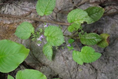 Ornithoboea flexuosa, photographed by bernhard_hiller