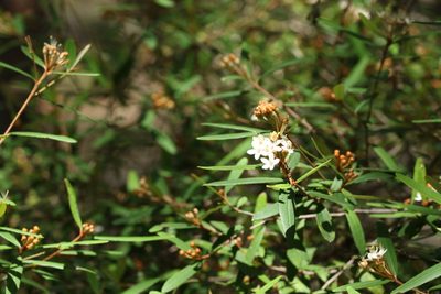 Phebalium woombye, photographed by Greg Tasney
