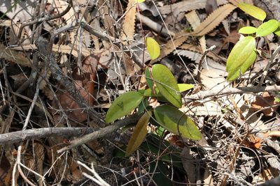 Smilax glyciphylla, photographed by Greg Tasney