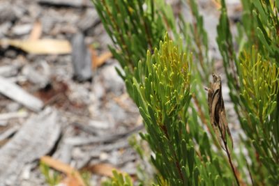 Strangea linearis, photographed by Greg Tasney