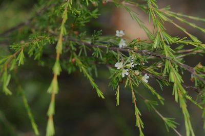 Baeckea frutescens, photographed by Greg Tasney