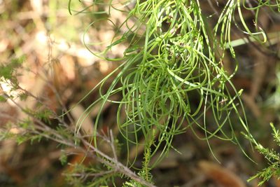 Caustis flexuosa, photographed by Greg Tasney