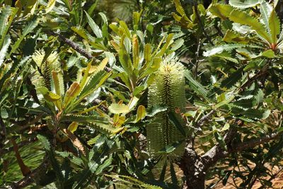 Banksia aemula, photographed by Greg Tasney