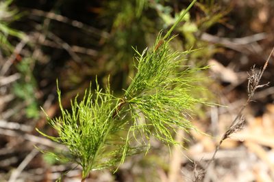 Baloskion tetraphyllum, photographed by Greg Tasney