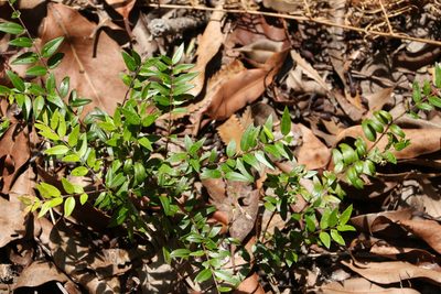 Austromyrtus dulcis, photographed by Greg Tasney