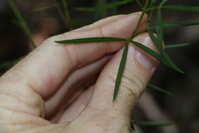 Zieria laxiflora, photographed by Greg Tasney