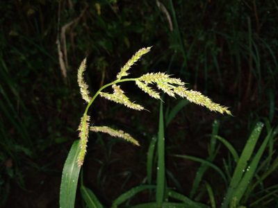 Echinochloa crus-galli, photographed by Leon Perrie