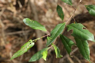 Elaeocarpus reticulatus, photographed by Greg Tasney
