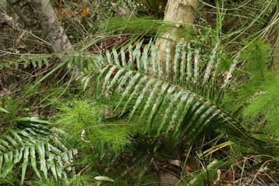 Telmatoblechnum indicum, photographed by Greg Tasney