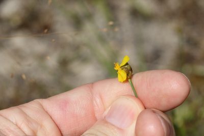 Xyris complanata, photographed by Greg Tasney