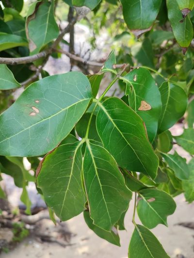 Xylocarpus rumphii, photographed by Иван Ковтун Ivan Kovtun