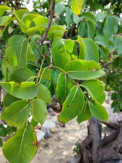 Xylocarpus rumphii, photographed by Иван Ковтун Ivan Kovtun