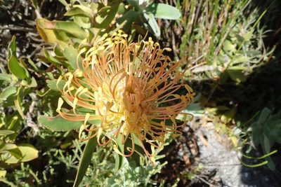 Leucospermum cordifolium, photographed by Andrew Deacon