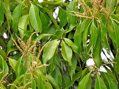 Lithocarpus nantoensis, photographed by Jacy Chen
