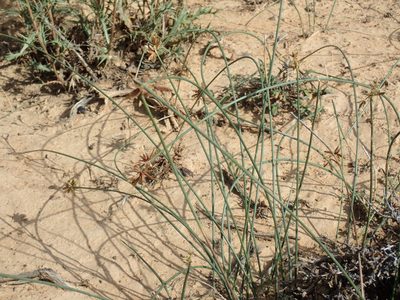 Cyperus marginatus, photographed by Mahomed Desai