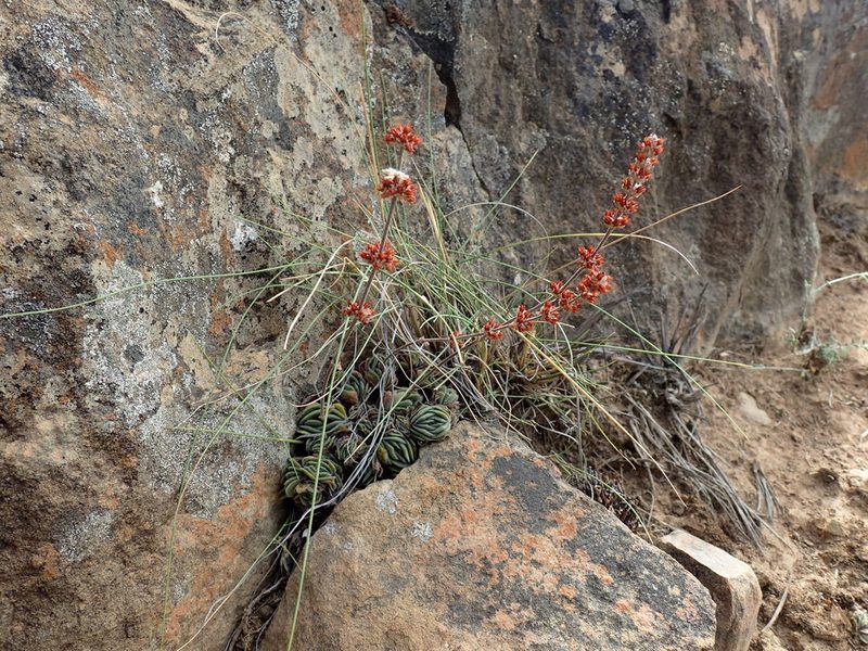 Crassula tomentosa, photographed by Mahomed Desai