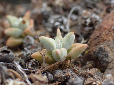 Crassula deltoidea, photographed by Mahomed Desai