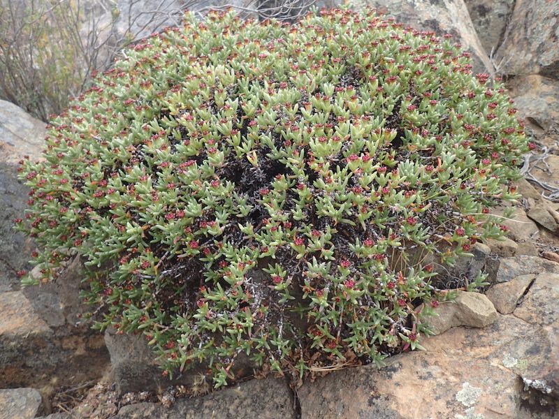 Ruschia punctulata, photographed by Mahomed Desai