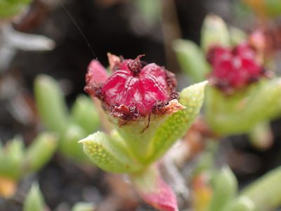 Ruschia punctulata, photographed by Mahomed Desai