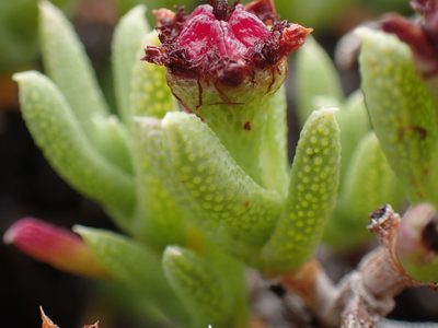 Ruschia punctulata, photographed by Mahomed Desai