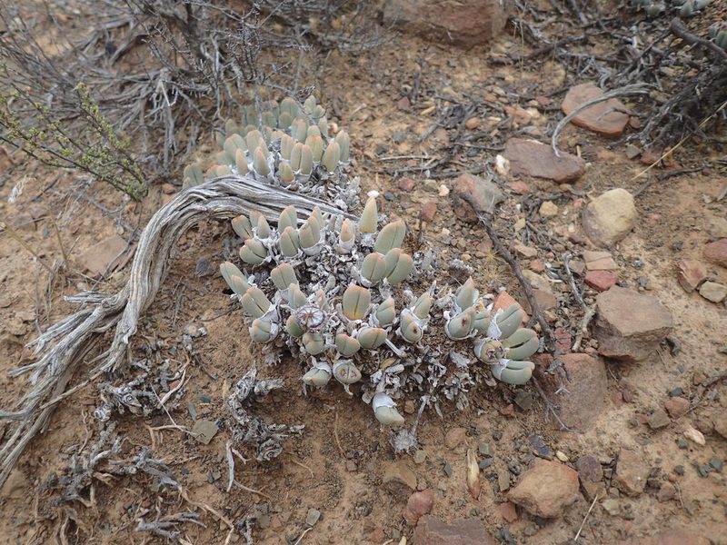 Cheiridopsis namaquensis, photographed by Mahomed Desai