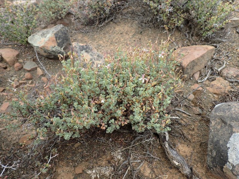 Pelargonium abrotanifolium, photographed by Mahomed Desai