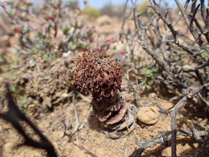 Crassula columnaris, photographed by Mahomed Desai