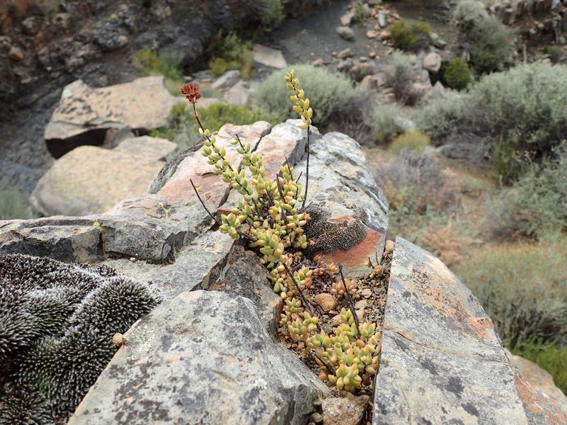 Crassula subaphylla, photographed by Mahomed Desai