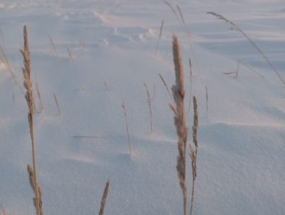 Arctagrostis latifolia