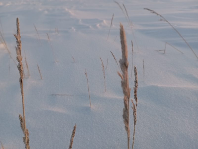 Arctagrostis latifolia, photographed by Владимир Береснев