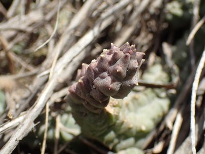 Pectinaria articulata, photographed by Mahomed Desai