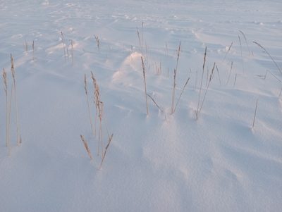 Arctagrostis latifolia, photographed by Владимир Береснев