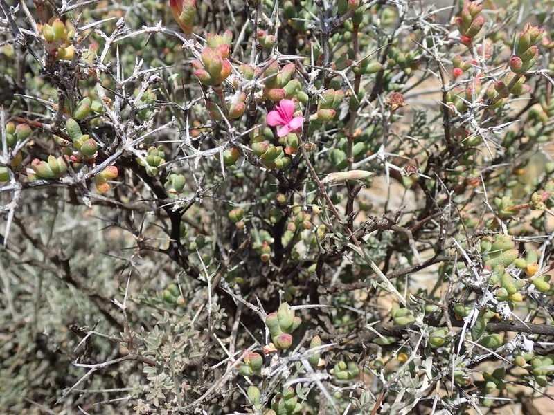 Indigofera meyeriana, photographed by Mahomed Desai
