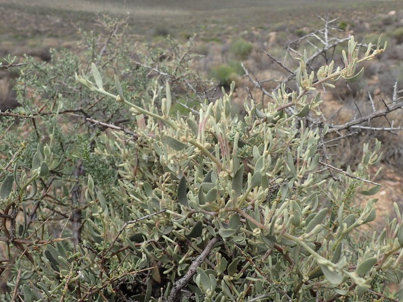 Septulina glauca, photographed by Mahomed Desai