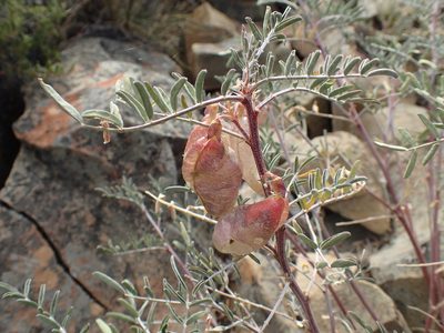 Lessertia frutescens, photographed by Mahomed Desai