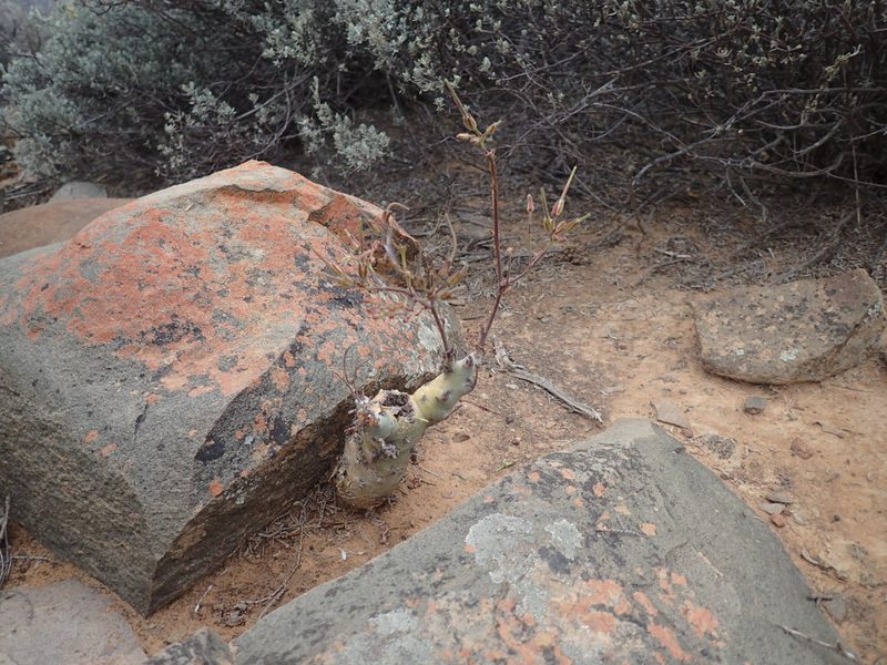 Pelargonium carnosum, photographed by Mahomed Desai
