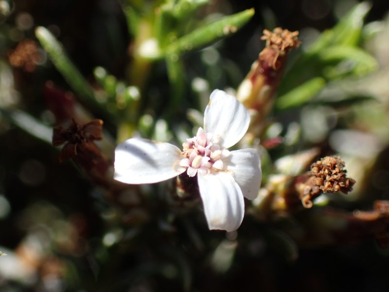 Pterothrix tomentosa, photographed by Mahomed Desai