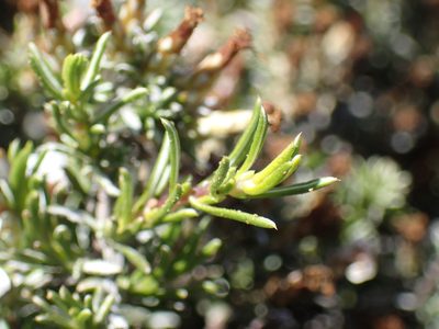 Pterothrix tomentosa, photographed by Mahomed Desai