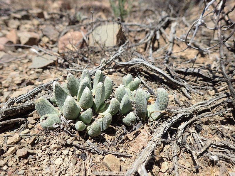 Pleiospilos compactus, photographed by Mahomed Desai
