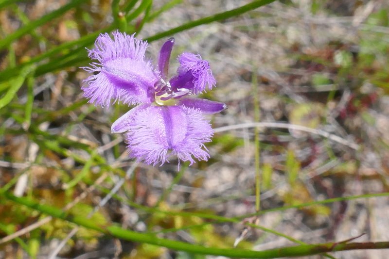 Thysanotus virgatus, photographed by Gary Williams